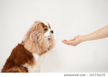 A Cavalier King Charles Spaniel receiving a treat from its owner's hand. 142716235