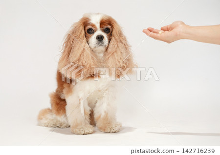 A Cavalier King Charles Spaniel receiving a treat from its owner's hand. 142716239