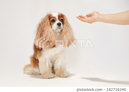 A Cavalier King Charles Spaniel receiving a treat from its owner's hand. A Cavalier King Charles Spaniel receiving a treat from its owner's hand. 142716240