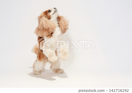 一隻查理王小獵犬站在白色背景的攝影棚裡。 142716292