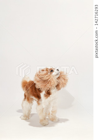 A Cavalier King Charles Spaniel stands up in a studio with a white background. 142716293