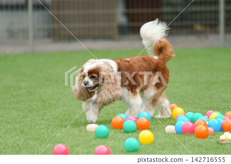Cavalier King Charles Spaniels playing with colorful balls Cavalier King Charles Spaniels playing with colorful balls 142716555