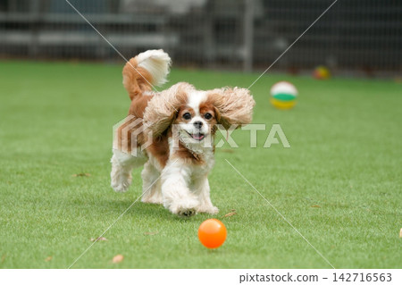 Cavalier King Charles Spaniels playing with colorful balls Cavalier King Charles Spaniels playing with colorful balls 142716563