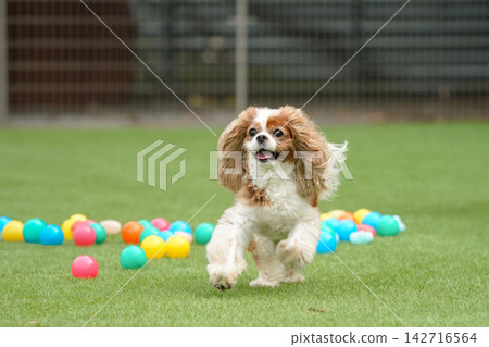 Cavalier King Charles Spaniels playing with colorful balls Cavalier King Charles Spaniels playing with colorful balls 142716564