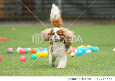 查理王小獵犬在玩彩色球 查理王小獵犬在玩彩色球 142716565