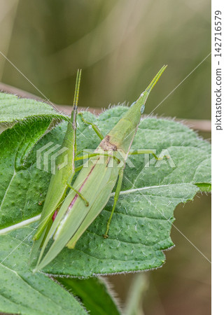 A pair of grasshoppers carrying each other on a leaf that has been eaten by insects. A pair of grasshoppers carrying each other on a leaf that has been eaten by insects. 142716579