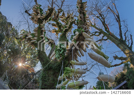 At Enpuku-ji Temple, a Zen temple in Yawata City, Kyoto Prefecture, the annual December event of "Dried Radishes," commonly known as the "Radish Tree," is underway. 142716608