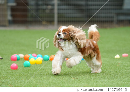 查理王小獵犬在玩彩色球 142716643