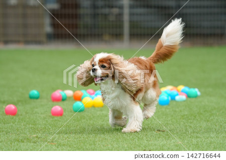 Cavalier King Charles Spaniels playing with colorful balls Cavalier King Charles Spaniels playing with colorful balls 142716644