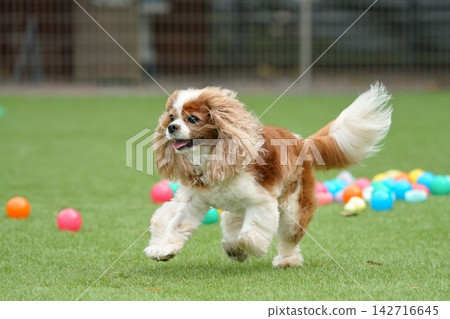Cavalier King Charles Spaniels playing with colorful balls Cavalier King Charles Spaniels playing with colorful balls 142716645
