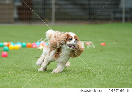 Cavalier King Charles Spaniels playing with colorful balls Cavalier King Charles Spaniels playing with colorful balls 142716646