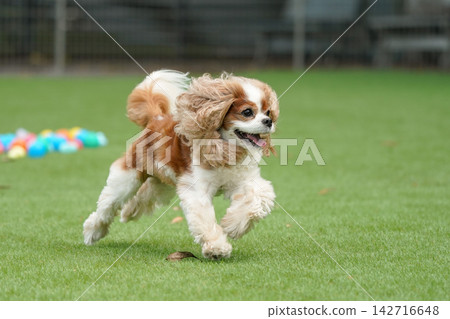 Cavalier King Charles Spaniels playing with colorful balls Cavalier King Charles Spaniels playing with colorful balls 142716648