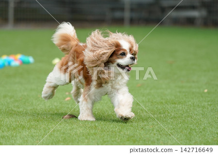 Cavalier King Charles Spaniels playing with colorful balls Cavalier King Charles Spaniels playing with colorful balls 142716649