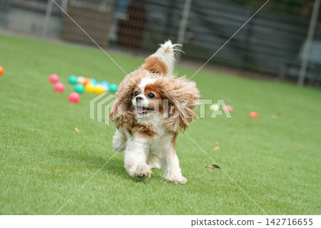 查理王小獵犬在玩彩色球 142716655