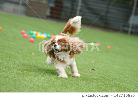 Cavalier King Charles Spaniels playing with colorful balls 142716656