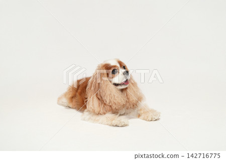 一隻查理王小獵犬躺在白色背景的攝影棚裡。 一隻查理王小獵犬躺在白色背景的攝影棚裡。 142716775