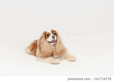 A Cavalier King Charles Spaniel lying down in a studio with a white background. A Cavalier King Charles Spaniel lying down in a studio with a white background. 142716776