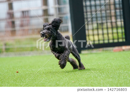 Miniature Schnauzers happily playing in a grassy dog run. Miniature Schnauzers happily playing in a grassy dog run. 142716803