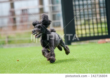 Miniature Schnauzers happily playing in a grassy dog run. Miniature Schnauzers happily playing in a grassy dog run. 142716804