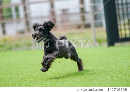 Miniature Schnauzers happily playing in a grassy dog run. Miniature Schnauzers happily playing in a grassy dog run. 142716806