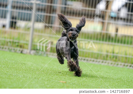Miniature Schnauzers happily playing in a grassy dog run. Miniature Schnauzers happily playing in a grassy dog run. 142716897