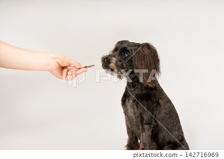 A miniature schnauzer receiving a treat from its owner's hand. A miniature schnauzer receiving a treat from its owner's hand. 142716969