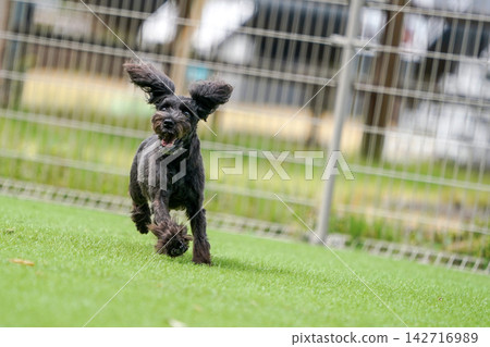 Miniature Schnauzers happily playing in a grassy dog run. Miniature Schnauzers happily playing in a grassy dog run. 142716989