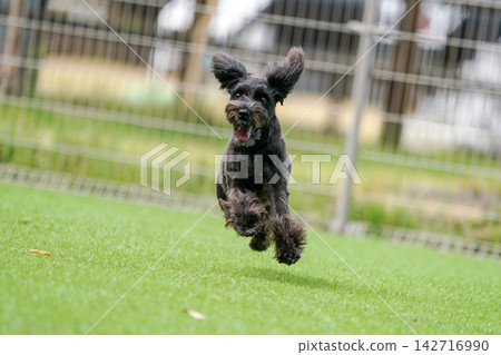 迷你雪納瑞犬在綠草茵茵的狗場裡快樂地玩耍。 142716990