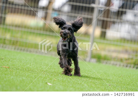 迷你雪納瑞犬在綠草茵茵的狗場裡快樂地玩耍。 142716991