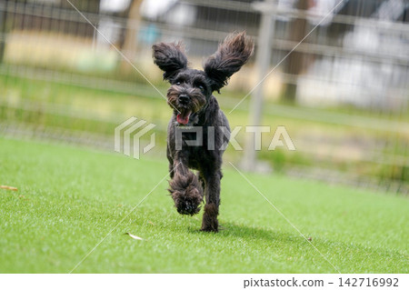 Miniature Schnauzers happily playing in a grassy dog run. Miniature Schnauzers happily playing in a grassy dog run. 142716992