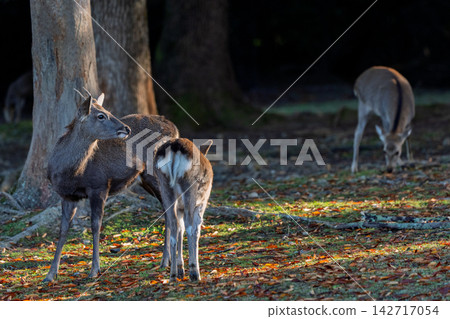 Deer, designated as a national natural monument and carefully protected, are amidst the vibrant autumn colors. Deer, designated as a national natural monument and carefully protected, are amidst the vibrant autumn colors. 142717054