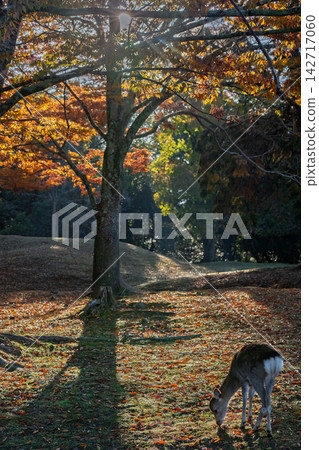 Deer, designated as a national natural monument and carefully protected, are amidst the vibrant autumn colors. Deer, designated as a national natural monument and carefully protected, are amidst the vibrant autumn colors. 142717060