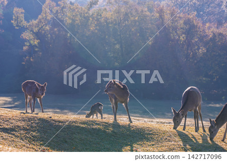 Deer, designated as a national natural monument and carefully protected, are amidst the vibrant autumn colors. Deer, designated as a national natural monument and carefully protected, are amidst the vibrant autumn colors. 142717096