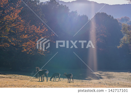Deer, designated as a national natural monument and carefully protected, are amidst the vibrant autumn colors. Deer, designated as a national natural monument and carefully protected, are amidst the vibrant autumn colors. 142717101