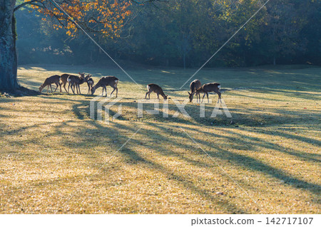 Deer, designated as a national natural monument and carefully protected, are amidst the vibrant autumn colors. Deer, designated as a national natural monument and carefully protected, are amidst the vibrant autumn colors. 142717107