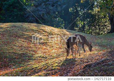 Deer, designated as a national natural monument and carefully protected, are amidst the vibrant autumn colors. Deer, designated as a national natural monument and carefully protected, are amidst the vibrant autumn colors. 142717110