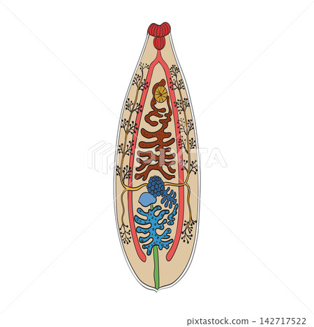 Liver Fluke, Fasciola Hepatica Anatomy Diagram Liver Fluke, Fasciola Hepatica Anatomy Diagram 142717522