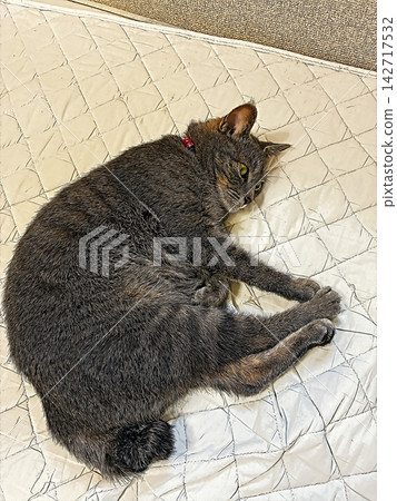 素描 風格 貓 貓 貓 kijitora 灰色 女 女 母貓 母貓 健康 漂亮 癒合 素描 風格 貓 貓 貓 kijitora 灰色 女 女 母貓 母貓 健康 漂亮 癒合 142717532