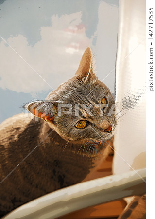 sketch style cat cat cat kijitora gray female female female cat female cat healthy pretty healing sketch style cat cat cat kijitora gray female female female cat female cat healthy pretty healing 142717535