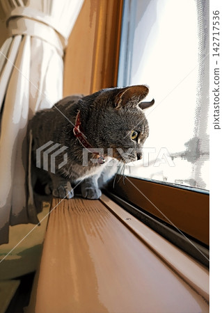 sketch style cat cat cat kijitora gray female female female cat female cat healthy pretty healing sketch style cat cat cat kijitora gray female female female cat female cat healthy pretty healing 142717536