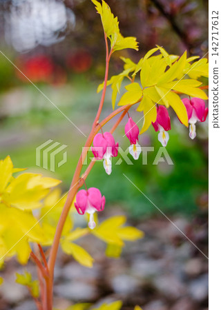 Close Up of Pink Heart Shaped Flowers in Spring Park Close Up of Pink Heart Shaped Flowers in Spring Park 142717612