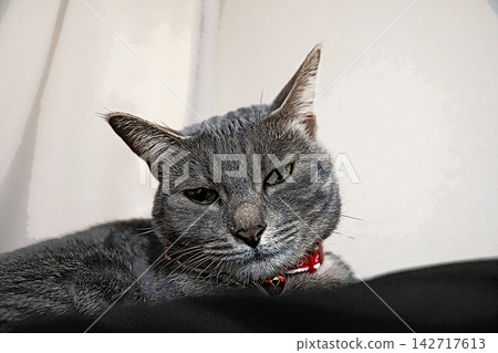 sketch style cat cat cat kijitora gray female female female cat female cat healthy pretty healing sketch style cat cat cat kijitora gray female female female cat female cat healthy pretty healing 142717613