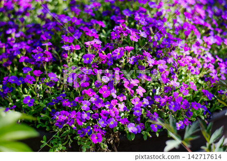 Stunning Purple Aubrieta Flowers in Full Spring Bloom Stunning Purple Aubrieta Flowers in Full Spring Bloom 142717614