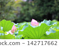 Oga蓮花 142717662