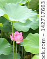 奧加蓮花（垂直位置） 142717663