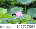 Oga蓮花 142717664