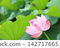 Oga蓮花 142717665