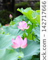 奧加蓮花（垂直位置） 142717666