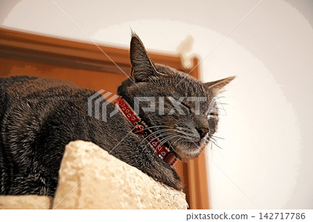 sketch style cat cat cat kijitora gray female female female cat female cat healthy pretty healing sketch style cat cat cat kijitora gray female female female cat female cat healthy pretty healing 142717786