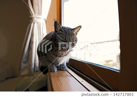 sketch style cat cat cat kijitora gray female female female cat female cat healthy pretty healing 142717801